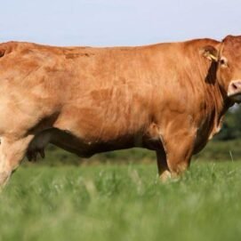 offerfeest rund adhaexpress